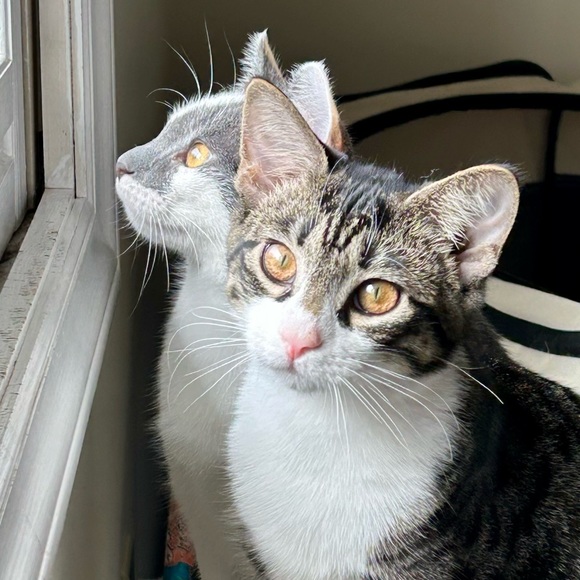 Shop to Support Kitties!💕🐾My Cause for PAWS🐾!💕 - Picture 16 of 17